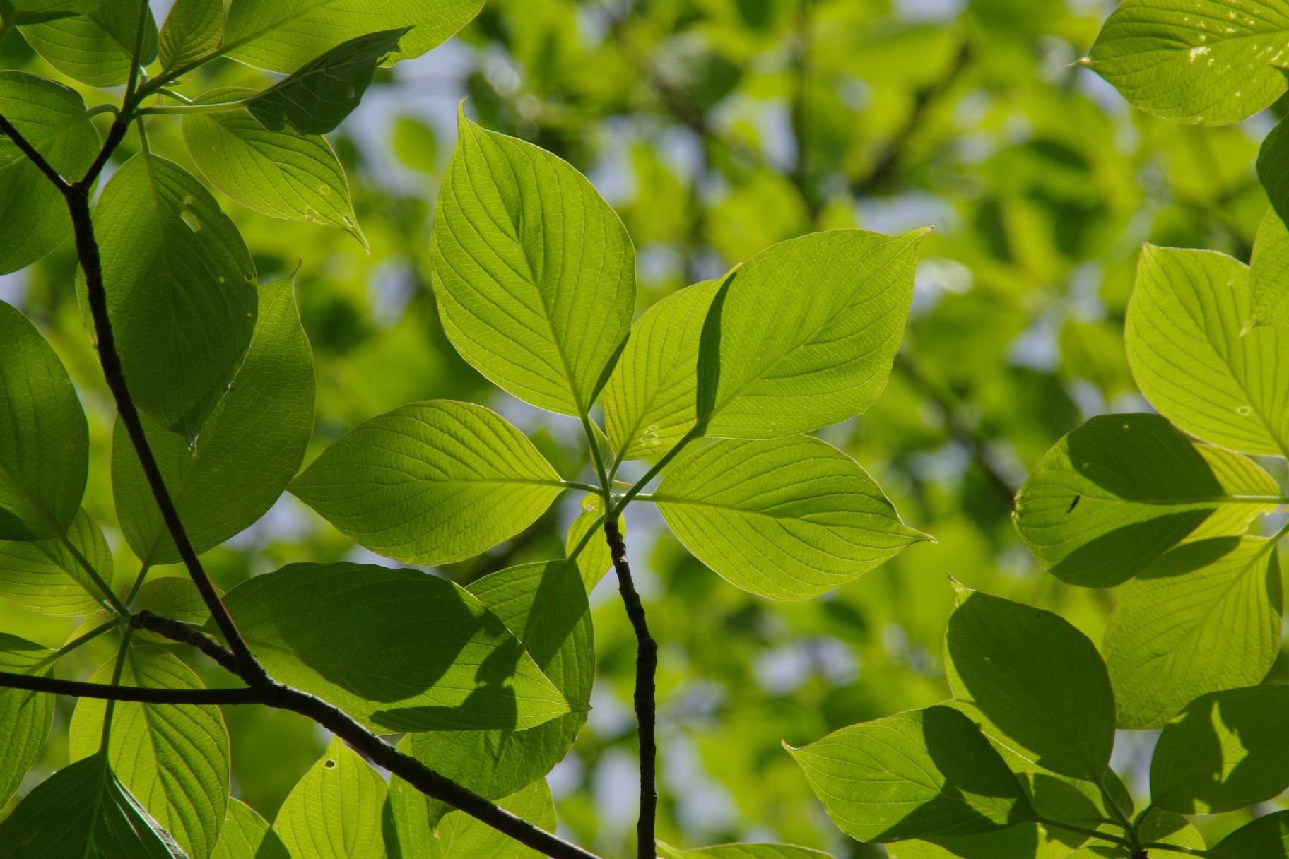 Listen to the Wisper of Nature